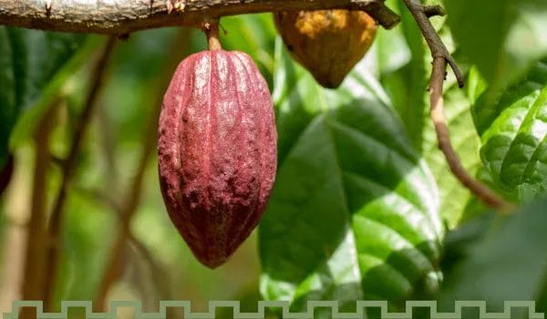 3. Spanish Conquistadors Bring Cacao Trees to West Indies