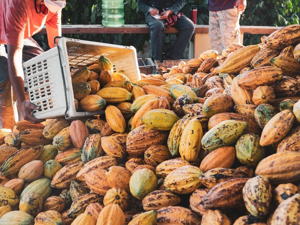 Why Is Organic, Refined-Sugar Free Craft Chocolate Better For You? 4 5